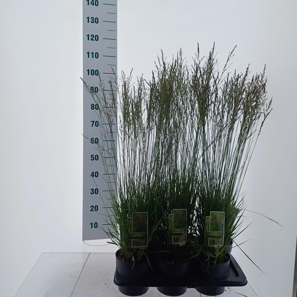 Molinia caerulea 'Moorflamme'.