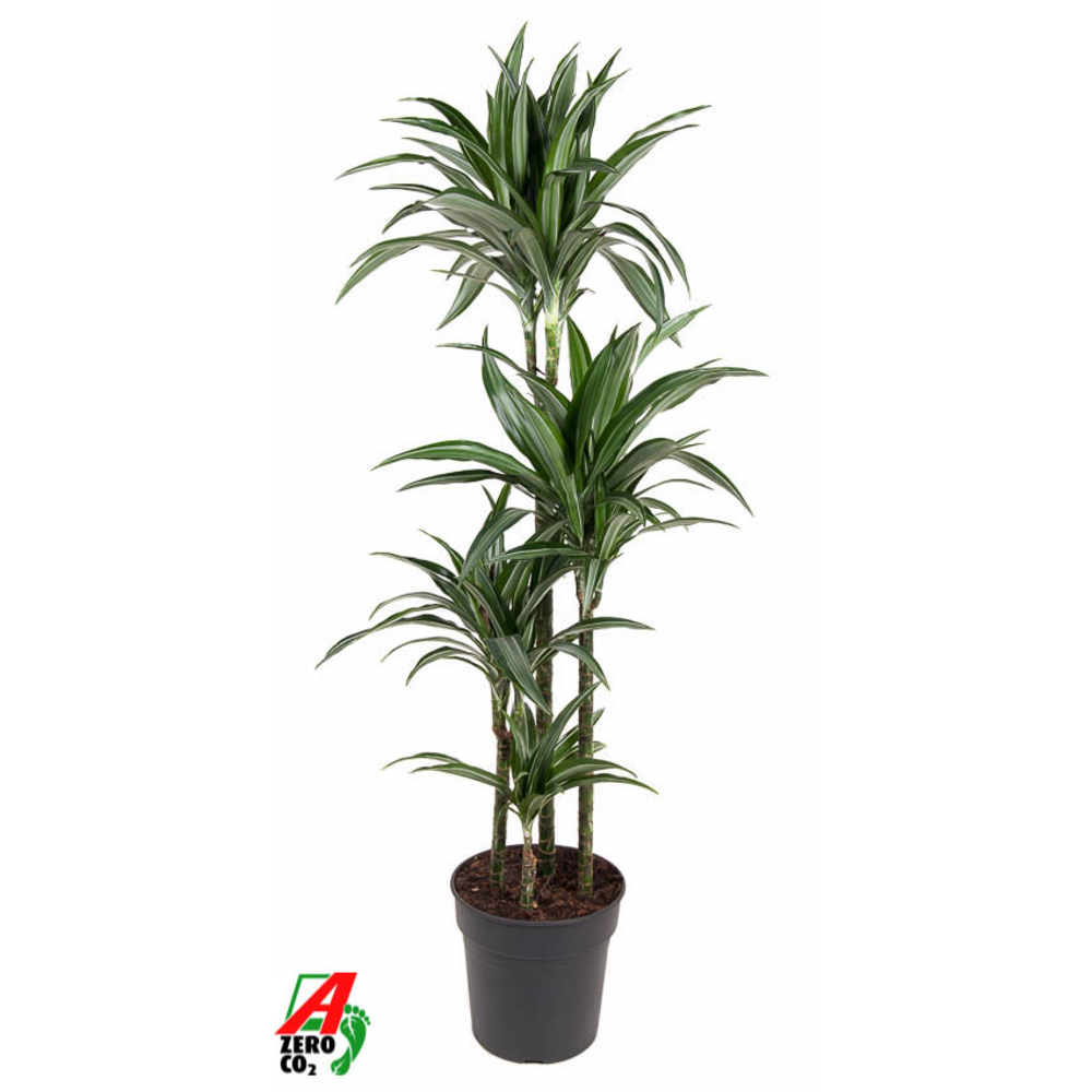Dracaena Ulises 90-60-30-15.