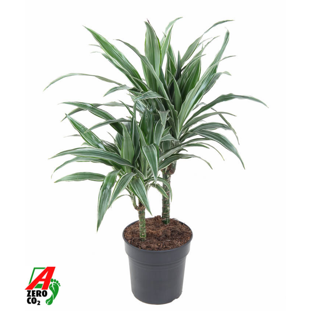 Dracaena Warneckei 30-10.