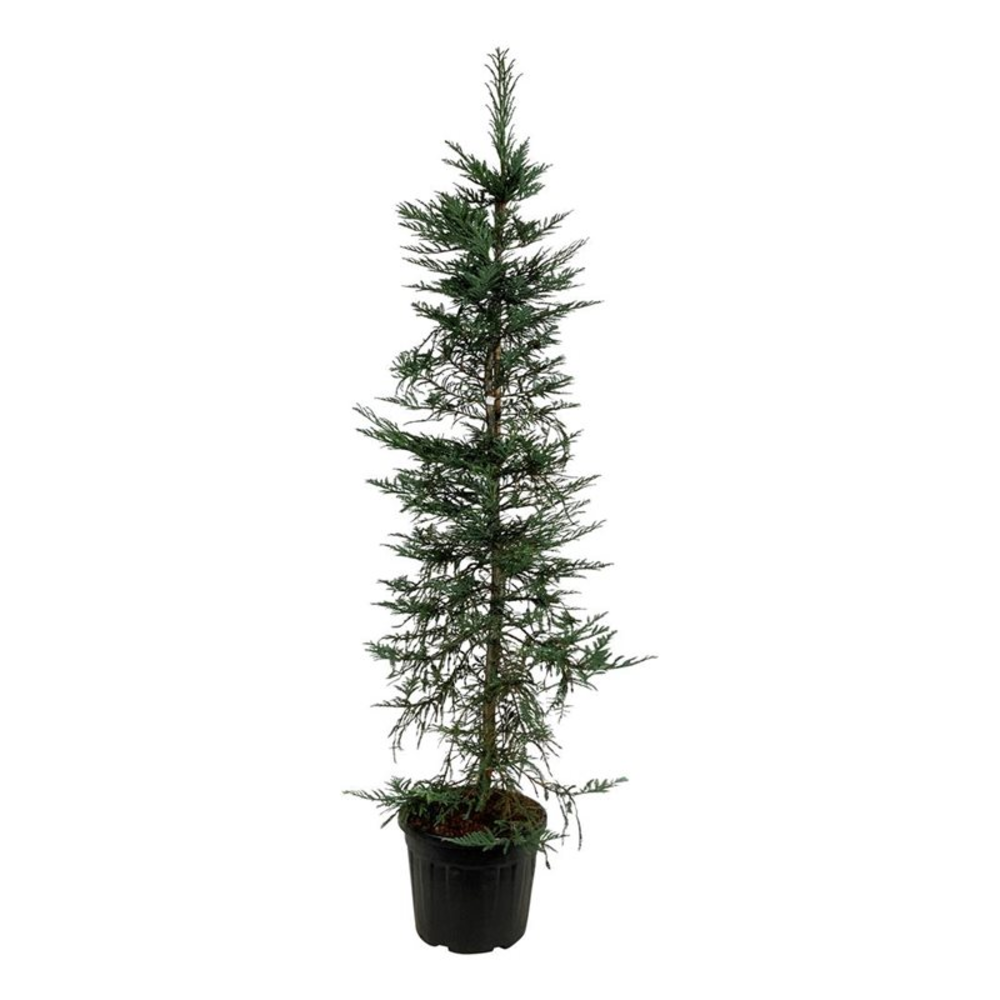 Sequoia sempervirens 'Xeno'.