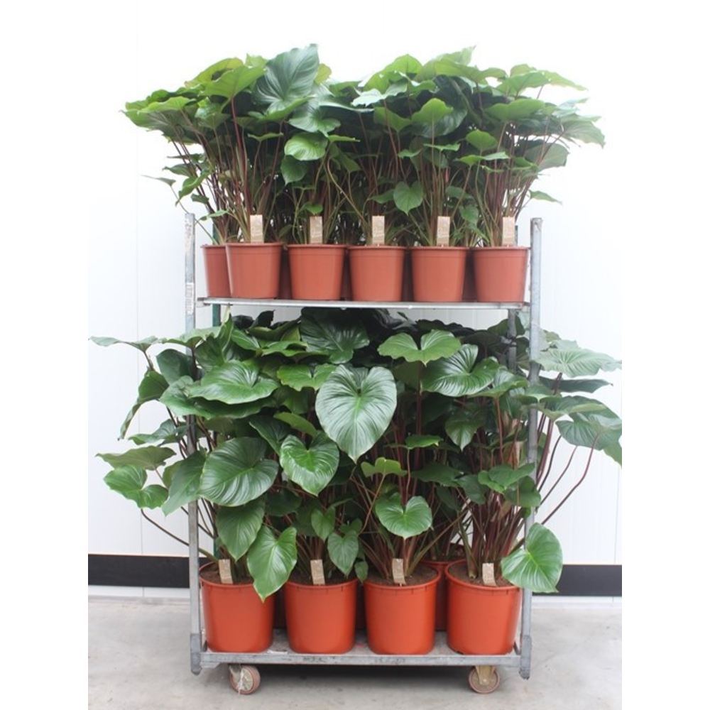 Mixkar Homalomena rubescens Maggy pot 24-34cm.