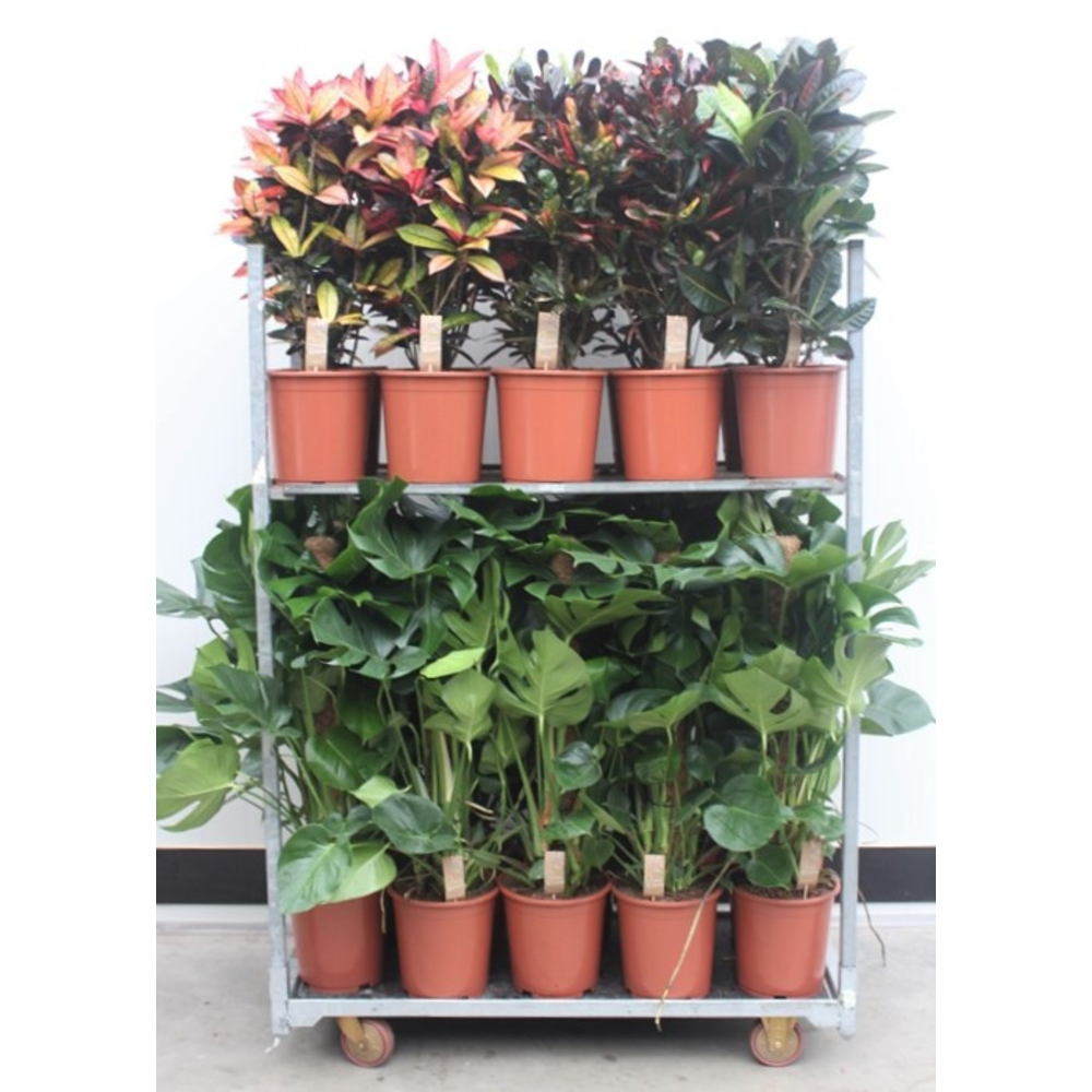 Mixkar Croton & Monstera.