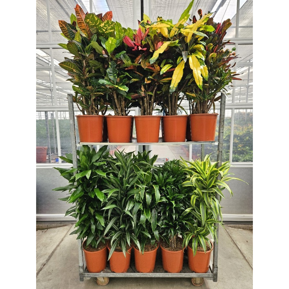Mixkar Croton & Dracaena Fragrans.
