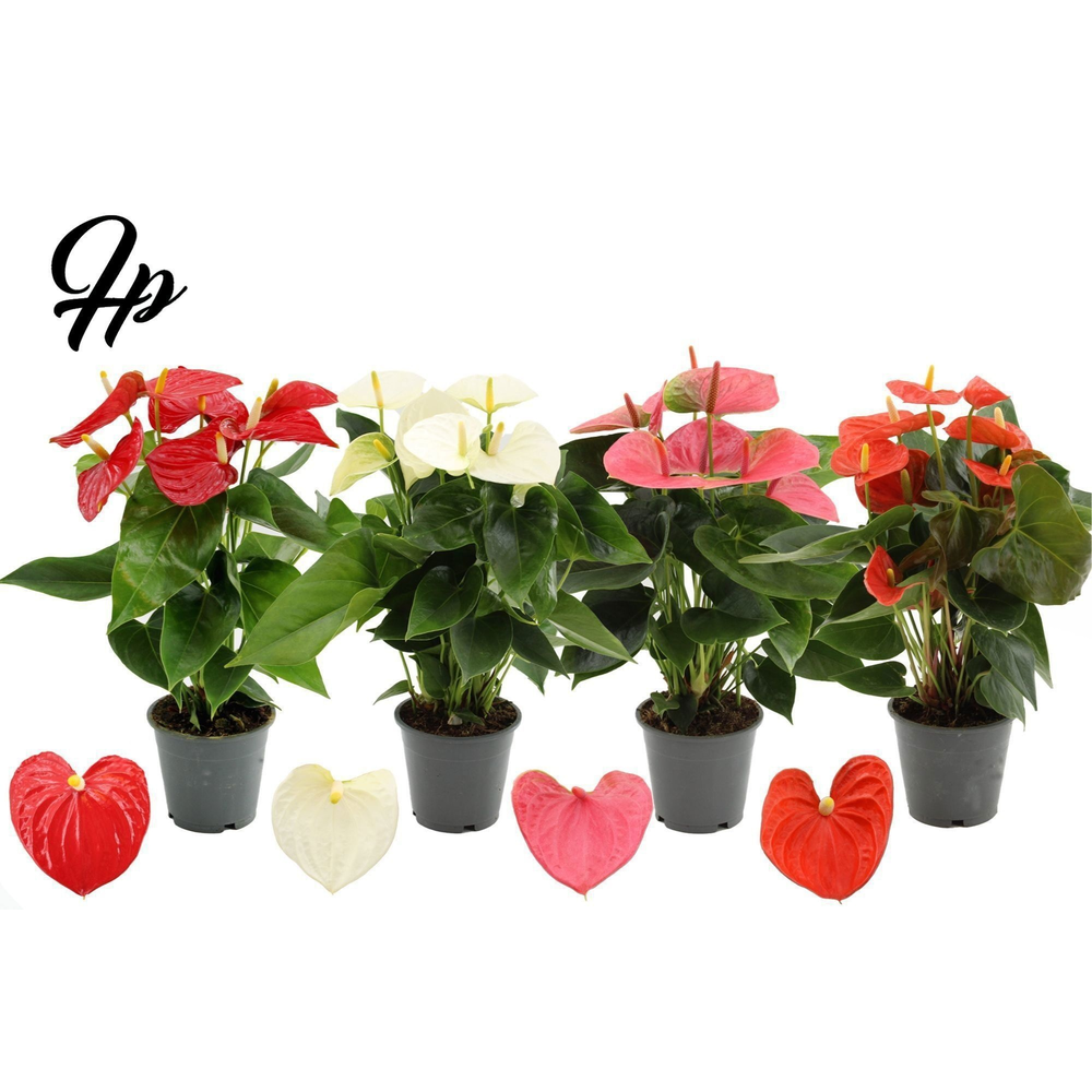 Anthurium 4 color mix in Transparant sleeve.
