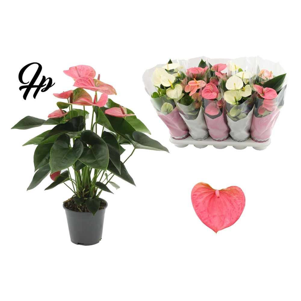 Anthurium 4 color mix in Couture sleeve.