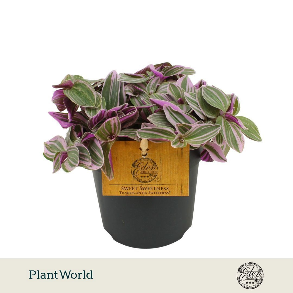 Tradescantia Sweetness 10,5cm.