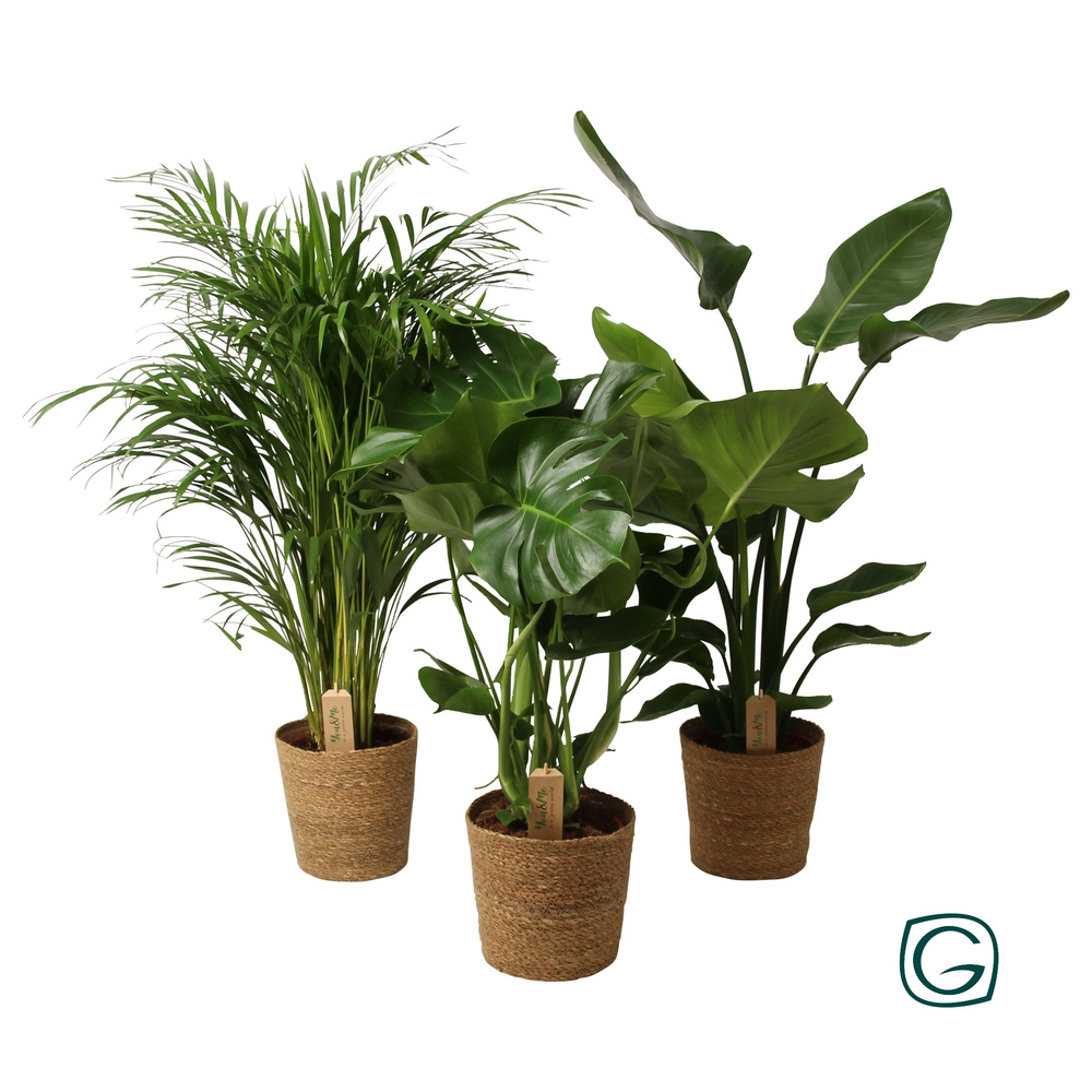 Mixed green in natural basket.