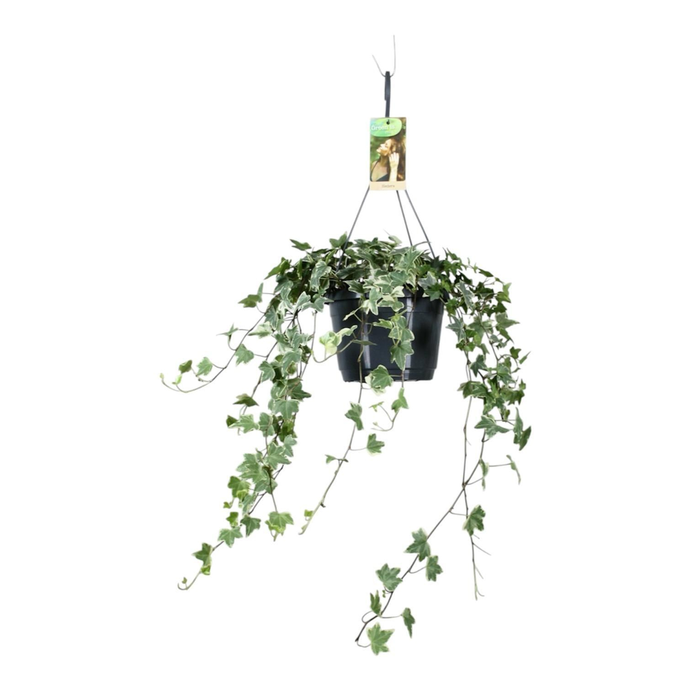 Hedera helix witbont - hangpot wit / basic.