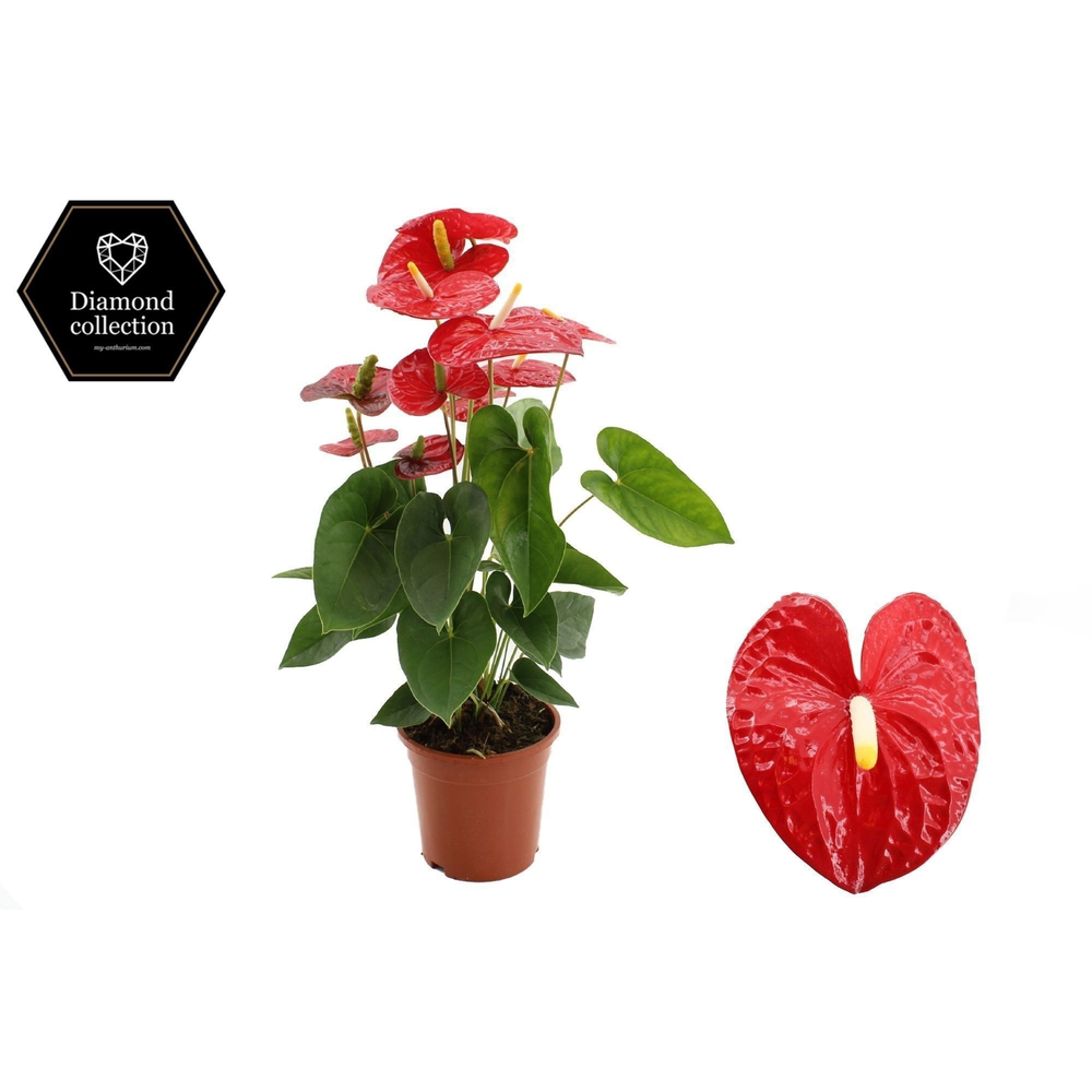 Anthurium Jambo Red in transparant sleeve.