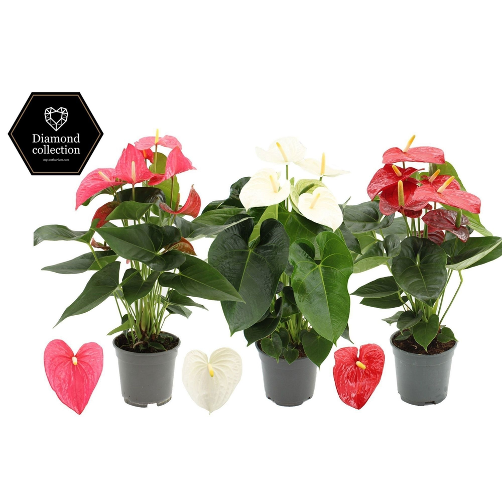 Anthurium 3 color mix in transparant sleeve.
