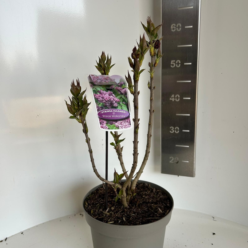 Syringa vulgaris 'Prince Wolkonsky'.