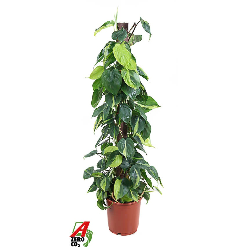 Philodendron Brasil.