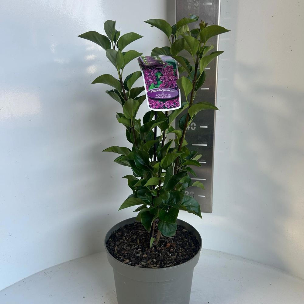 Syringa vulg. 'And. An Ludwig Spath'.
