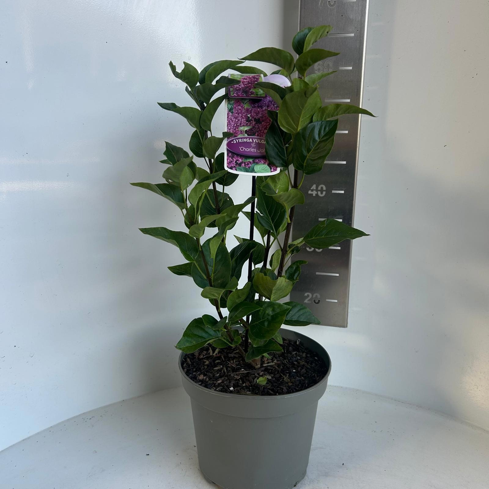 Syringa vulg. 'Charles Joly'.