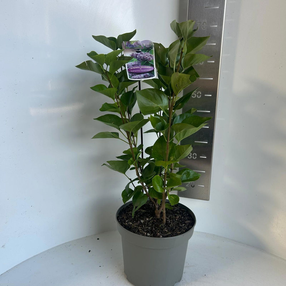Syringa vulg. 'Katherine Havemeyer'.