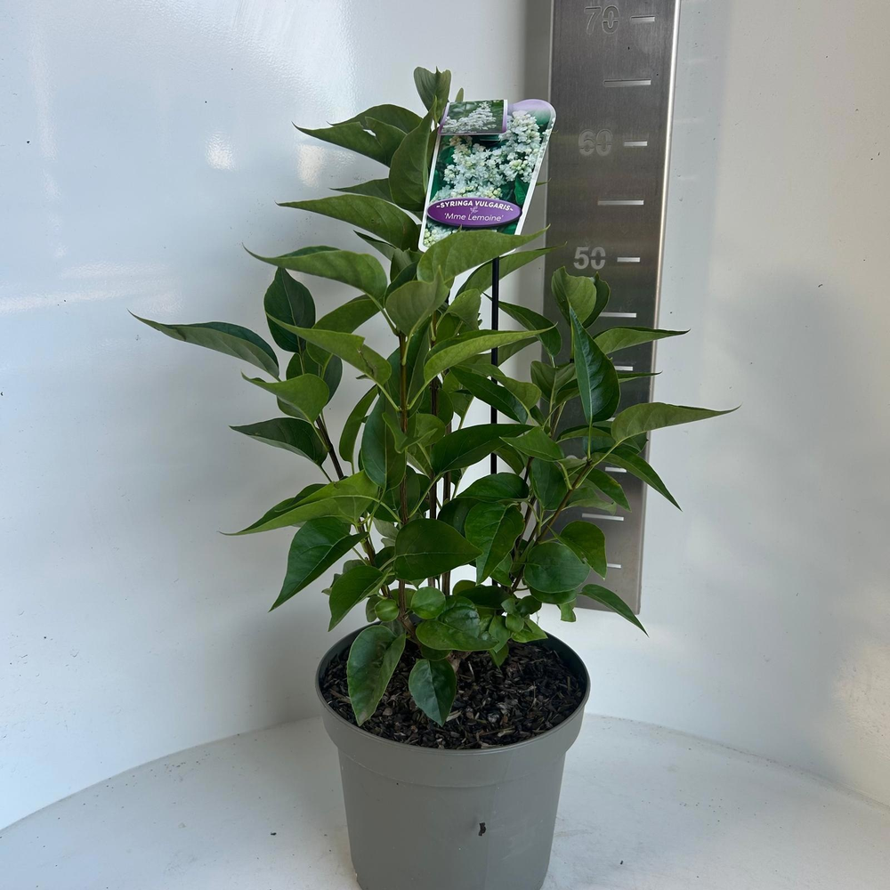 Syringa vulg. 'Mme Lemoine'.