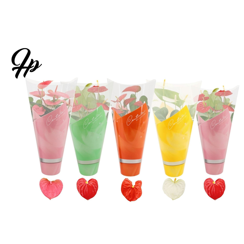 Anthurium 4 color mix in Couture summer sleeve.
