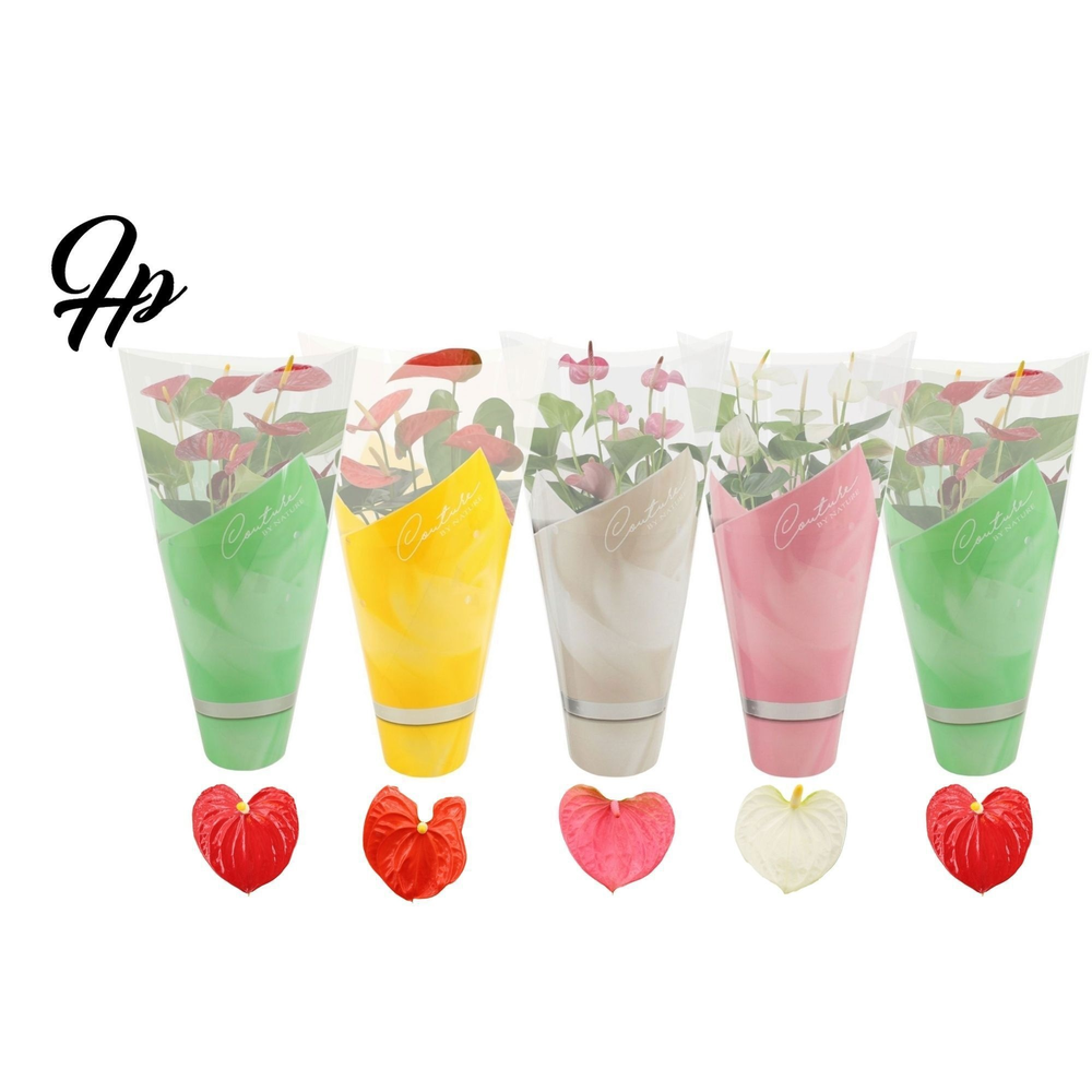 Anthurium 4 color mix in Couture spring sleeve.