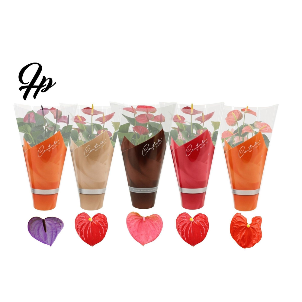 Anthurium 4 color mix in Couture autumn sleeve.