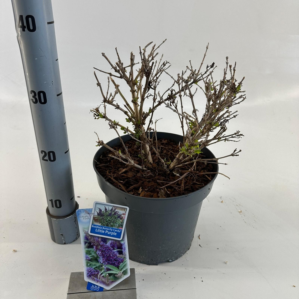 Buddleja d. Butt. Candy® Little Purple ('BotEx 001.