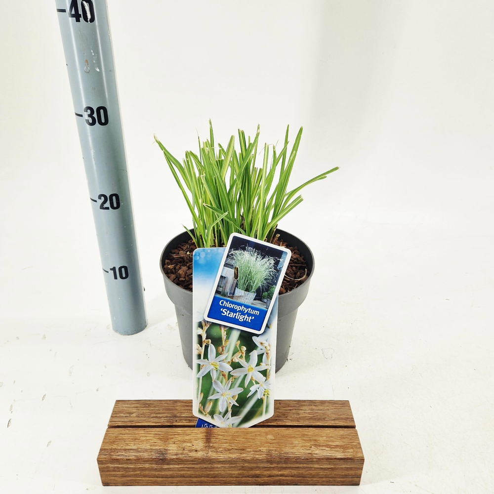 Chlorophytum saunderisiae ‘Starlight’ PBR.