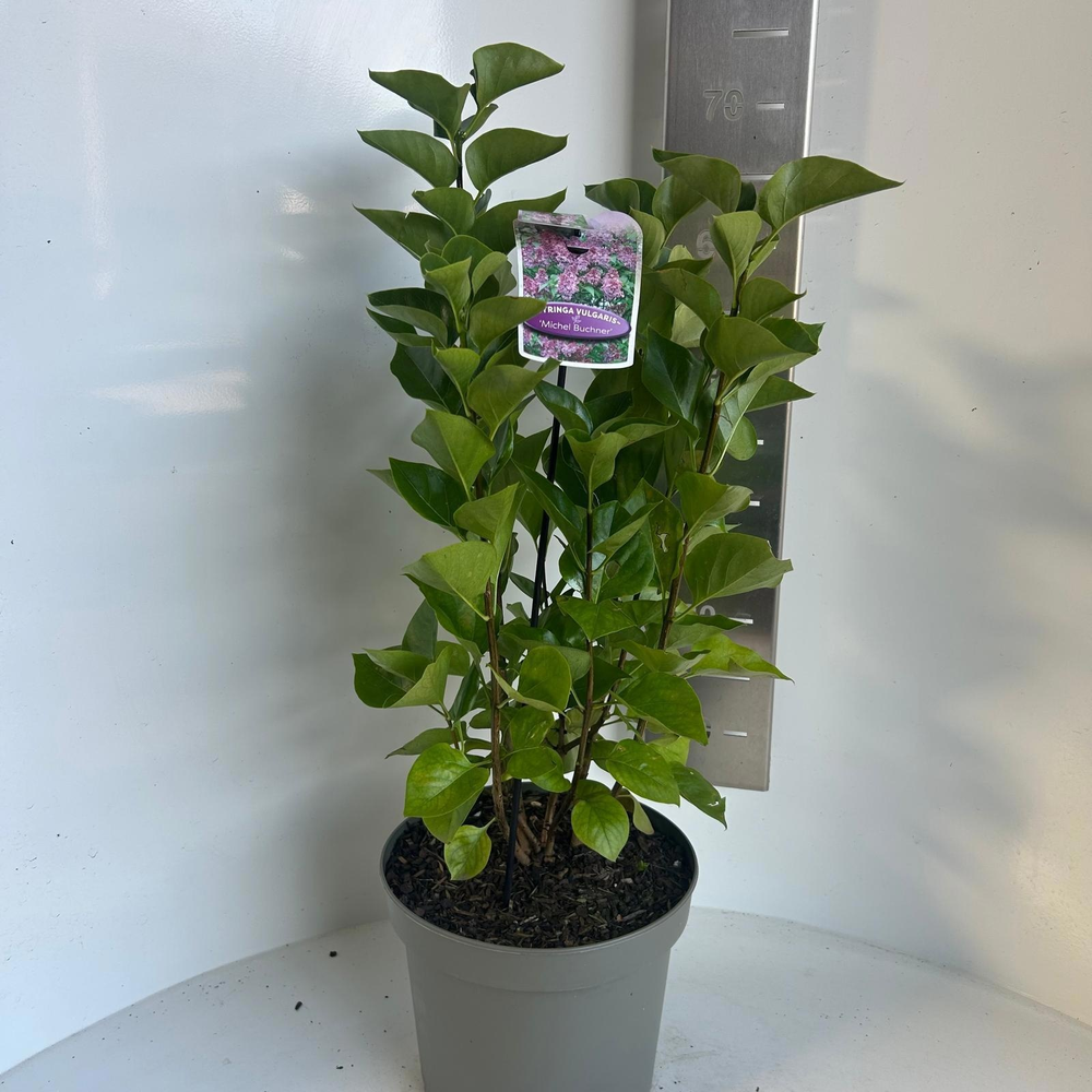 Syringa vulg. 'Michel Buchner'.