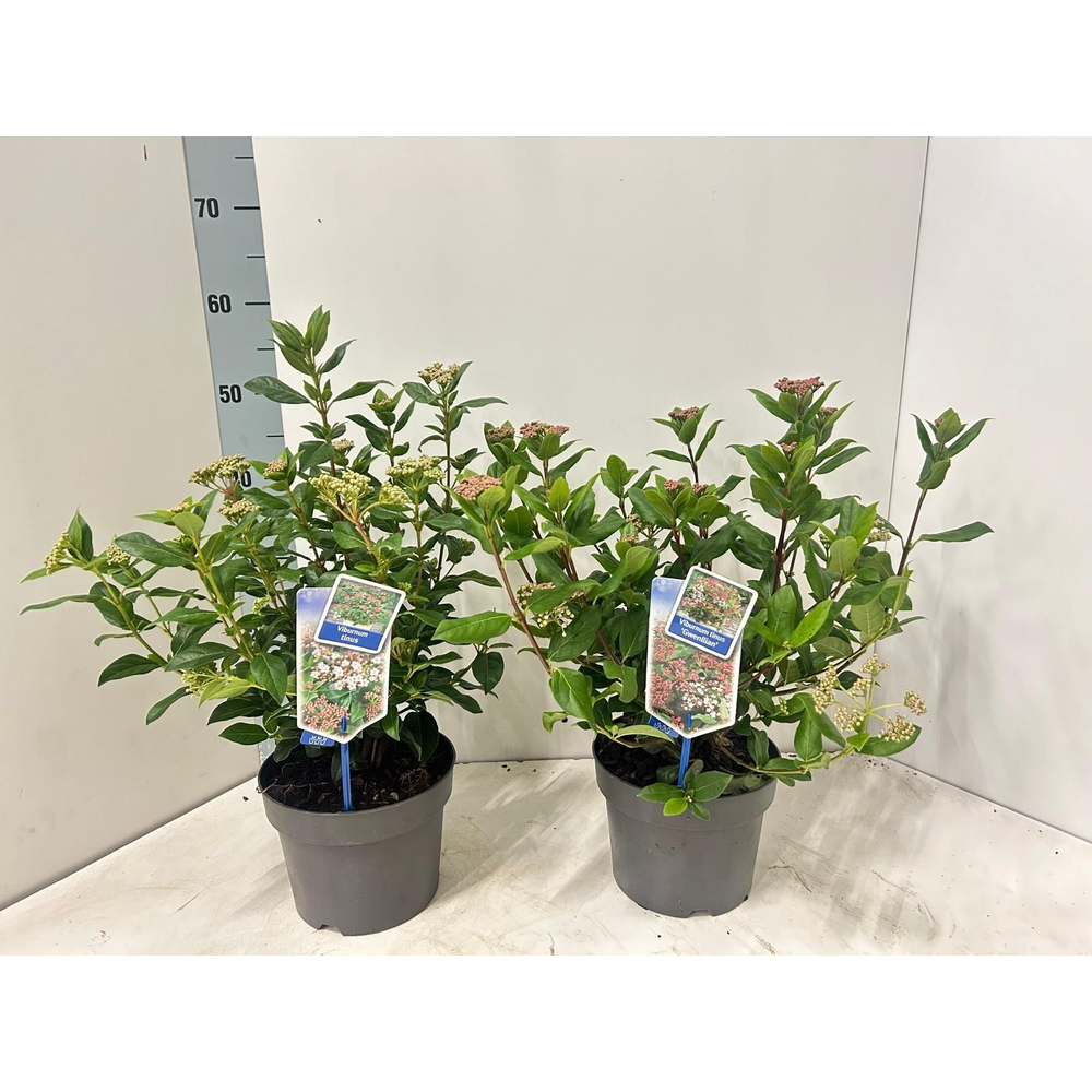 Viburnum tinus mix (minimum order one layer).