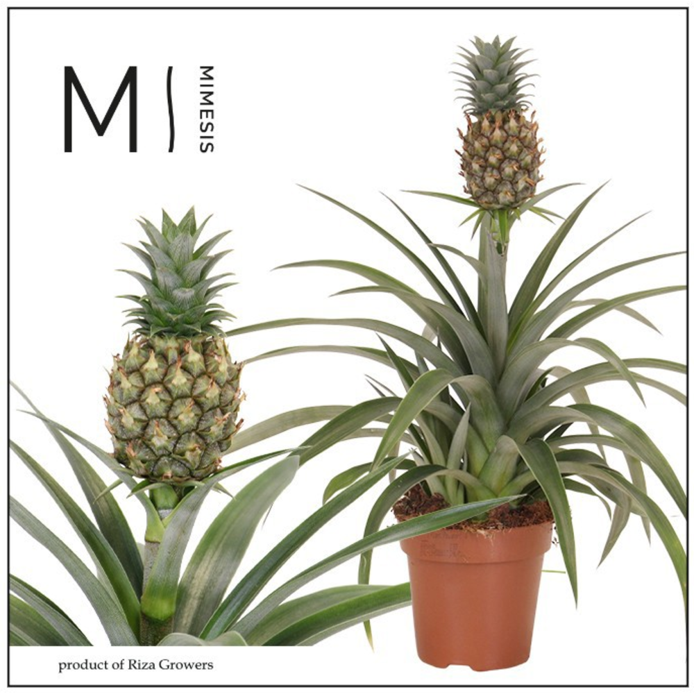 Mimesis Ananas Mi Amigo - 12 cm.
