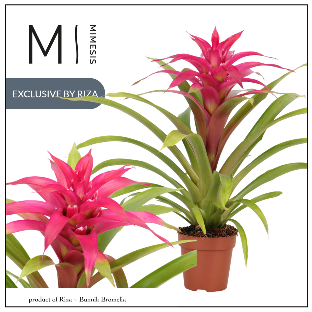 Mimesis Guzmania Deseo Pink - 12 cm.