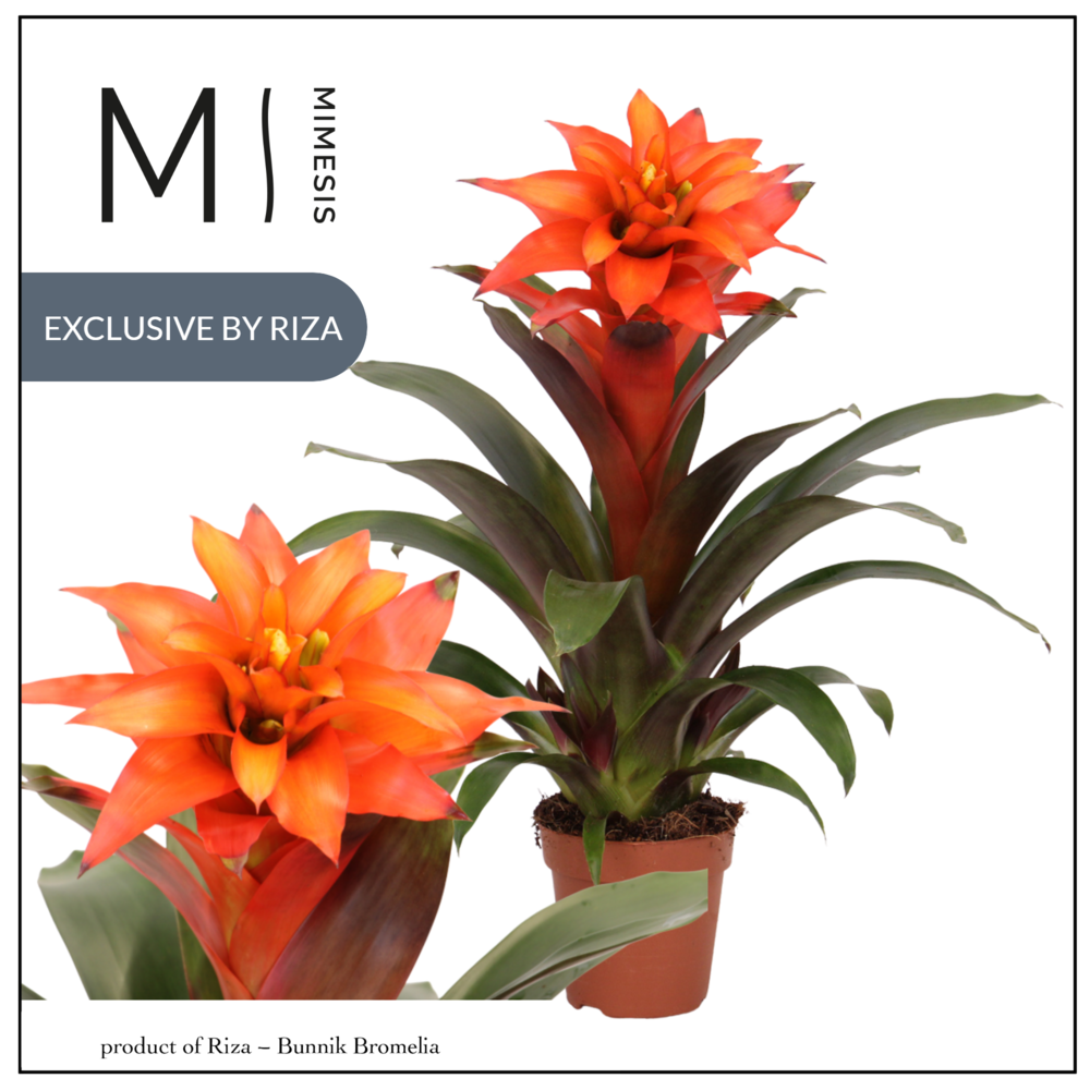 Mimesis Guzmania Fiero Orange - 12 cm.