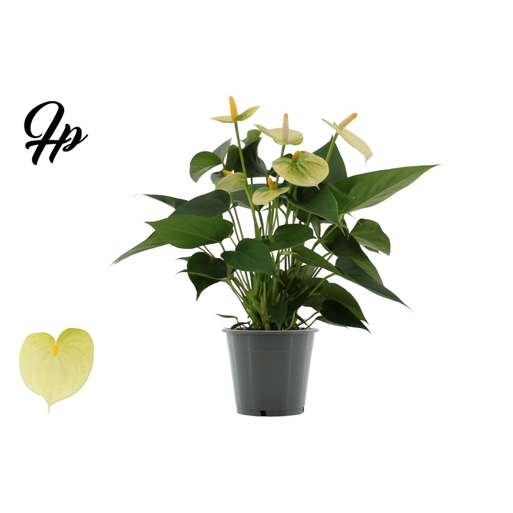 Anthurium Vanilla in in transparant sleeve.