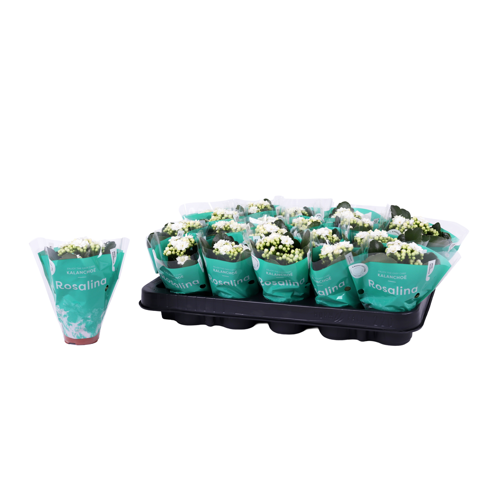 Kalanchoe Rosalina 06cm Don Dione wit.