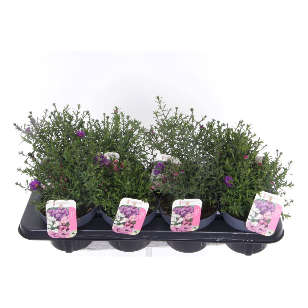 Aster Novi-belgii Magic mixtray.