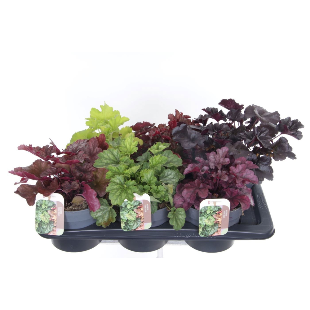 Heuchera Terra nova.