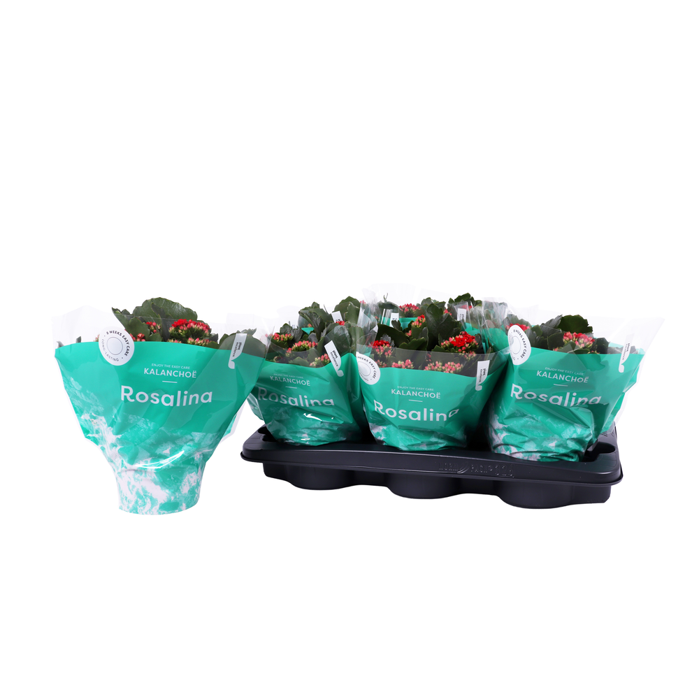 Kalanchoe Rosalina 15cm Don Justino rood.