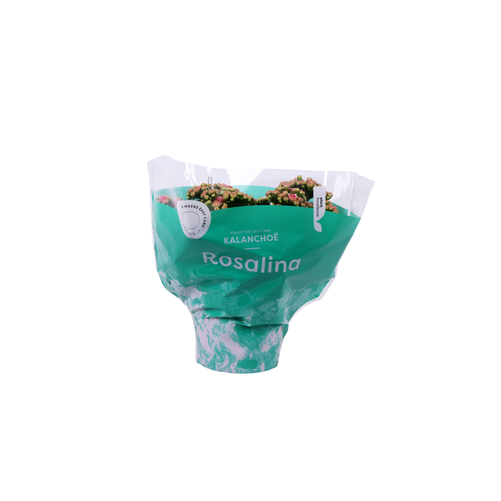 Kalanchoe Rosalina 15cm Don Alano wit/roze.