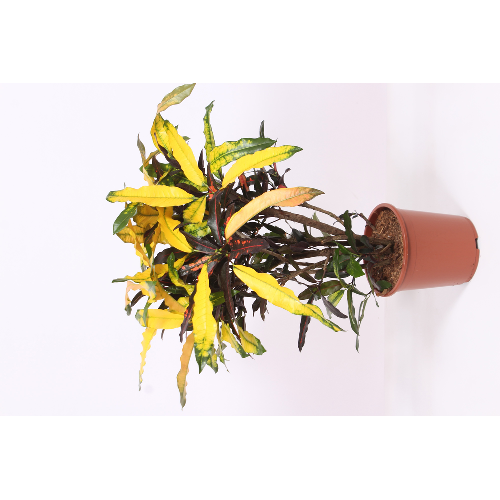 Codiaeum Mango (Croton Mango).