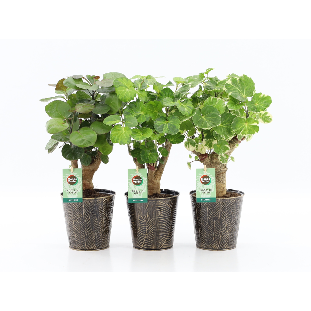 Polyscias Mix 12cm in Iron-Leaf.