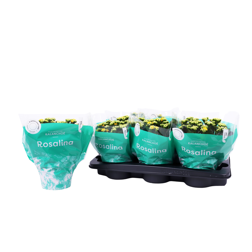 Kalanchoe Rosalina 15cm Don Amarillo geel.