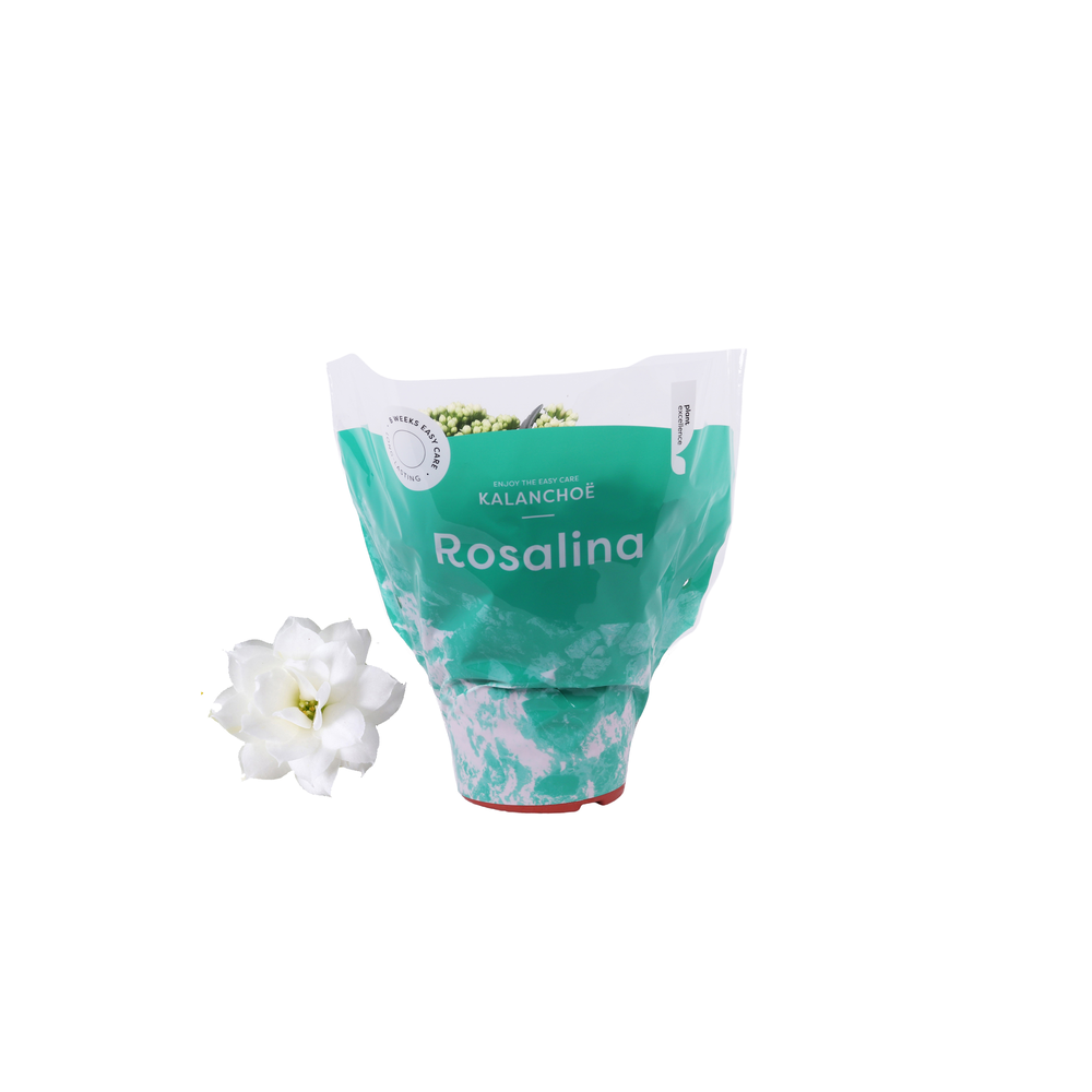 Kalanchoe Rosalina 15cm Don Dione wit.