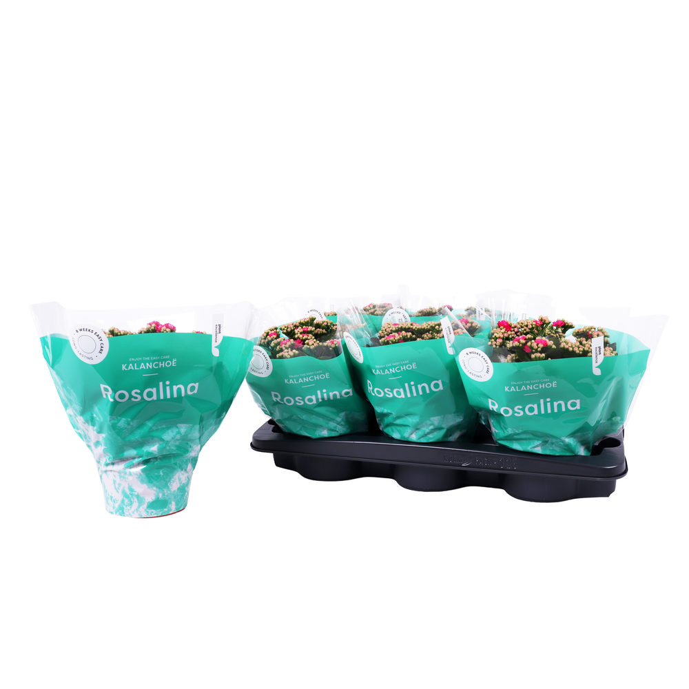Kalanchoe Rosalina 15cm Don Nando roze.