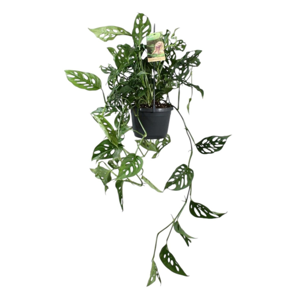 Monstera obliqua in hangpot.