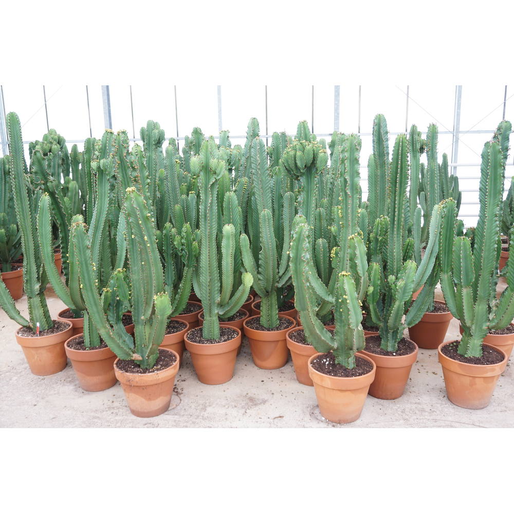 Euphorbia ingens 40 cm.