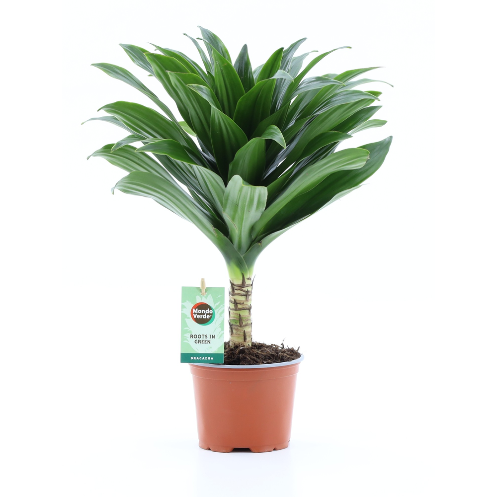 Dracaena fr. Janet Craig Compacta op stam 12cm.