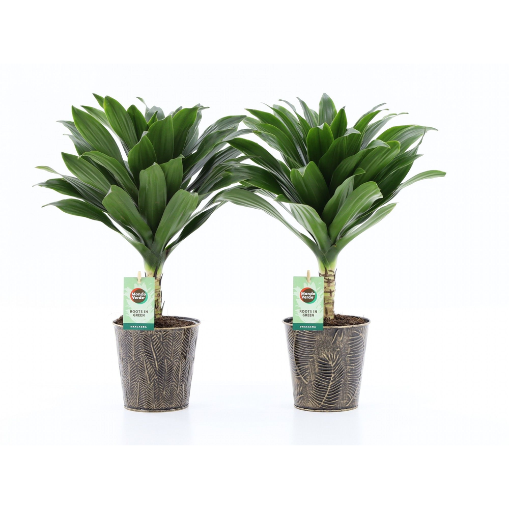 Dracaena fr. Janet Craig Compacta op stam in Iron .