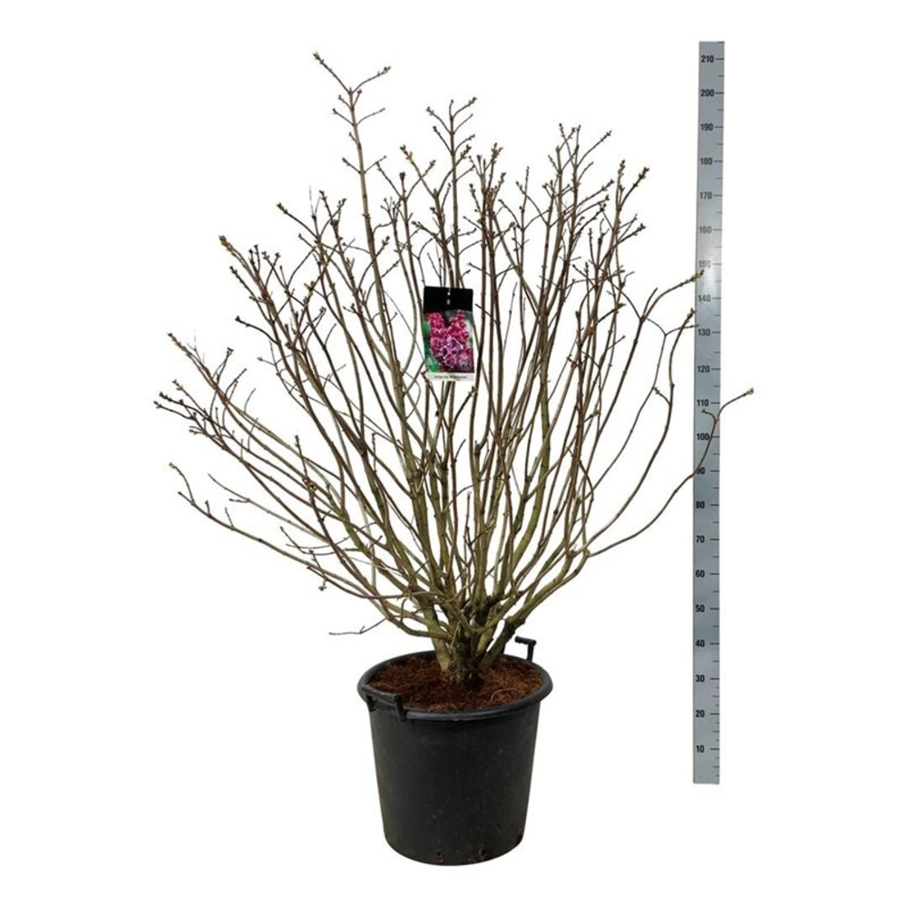Syringa v. 'Michel Buchner'.