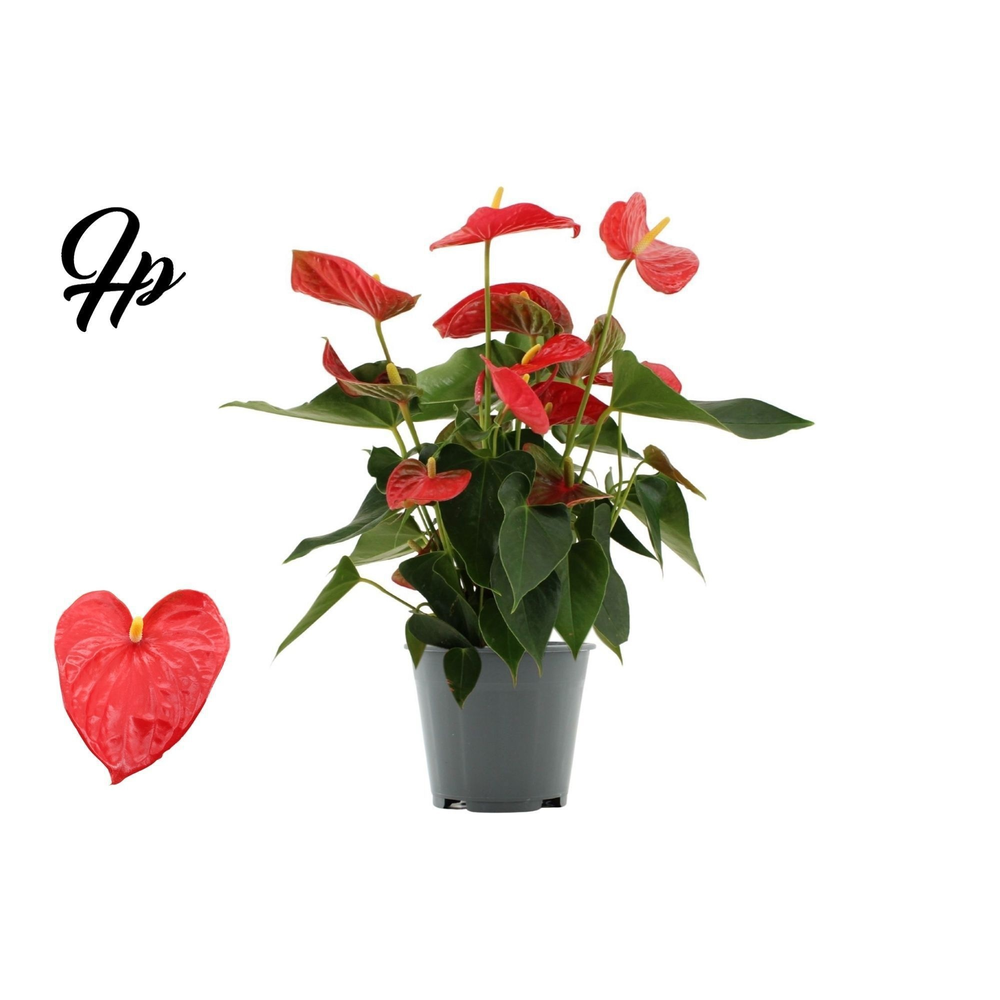 Anthurium Casparo in Transparant sleeve.