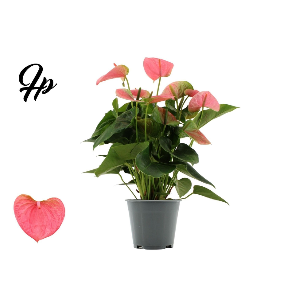 Anthurium Sweet Dream in Transparant sleeve.