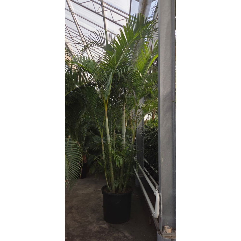 Dypsis lutescens.