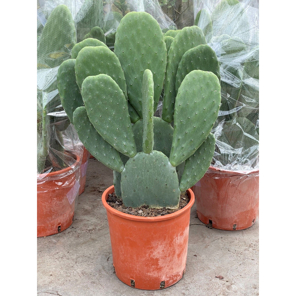 Art.532 Indica 22 cm.